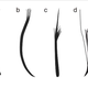 The four feather types described in the new study: filaments, filament bunches, tufted filament, down feather.